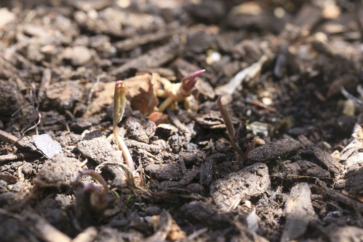 年を越したアケボノスミレの芽生え