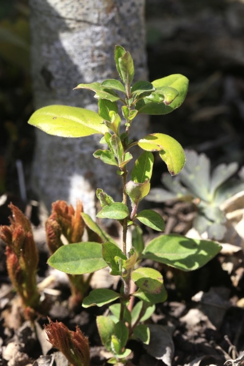 ２年目のスイカズラ