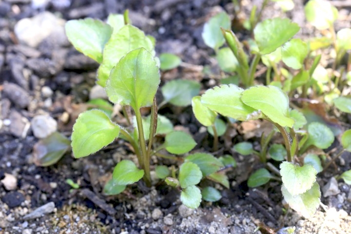 アキノキリンソウの芽生え