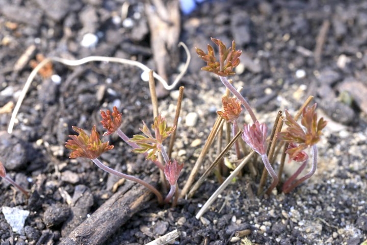 アサマフウロの芽生え