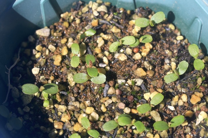 コゴメウツギの発芽