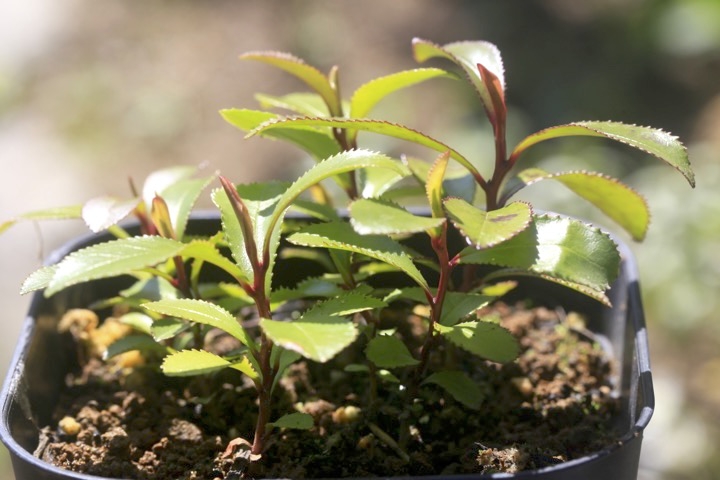 ２年目のヒサカキ
