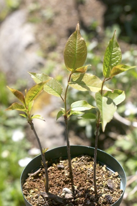 ２年目のウワミズザクラ