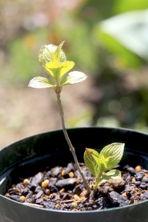 ２年目のベニバナニシキウツギ