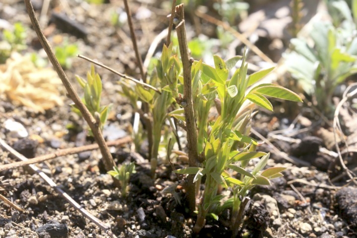 ミヤギノハギの芽生え