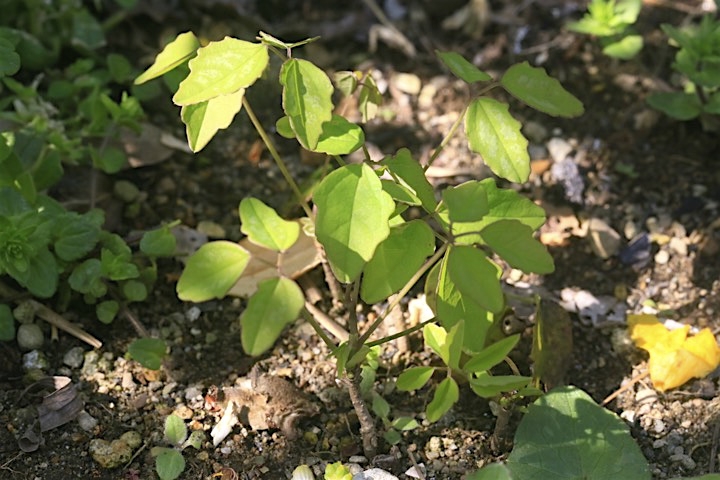 ２年目のミツバアケビ