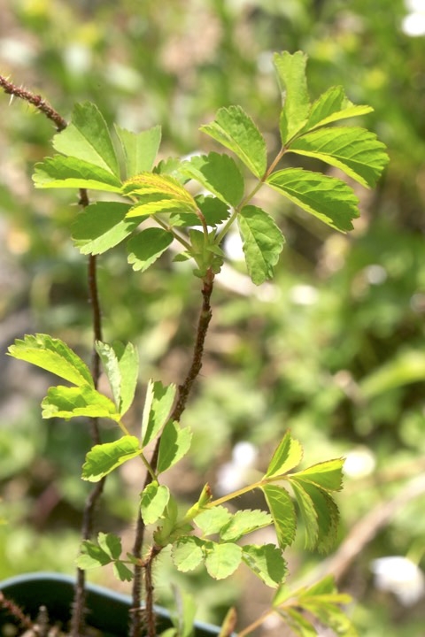 ３年目のタカネイバラ