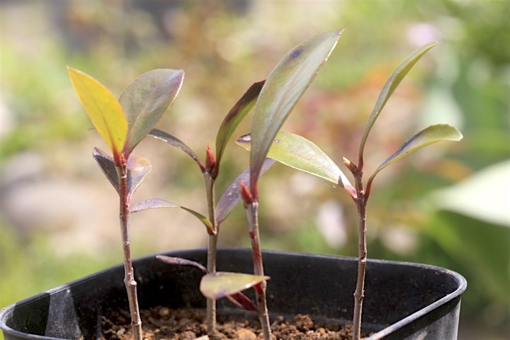 ２年目のモチノキ