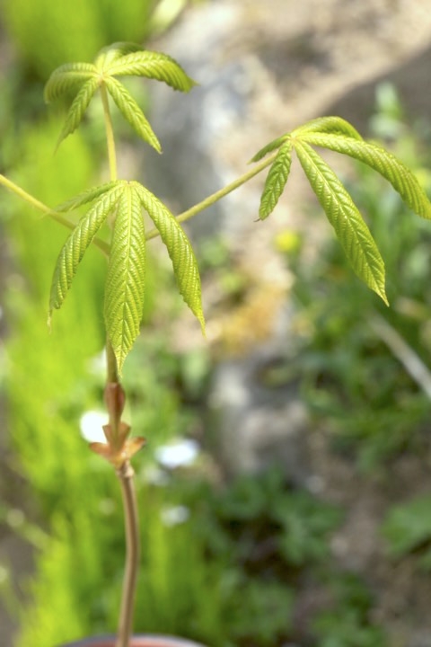 ２年目のトチノキ