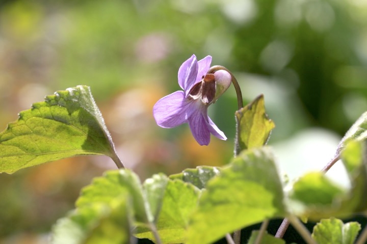 アケボノスミレの開花