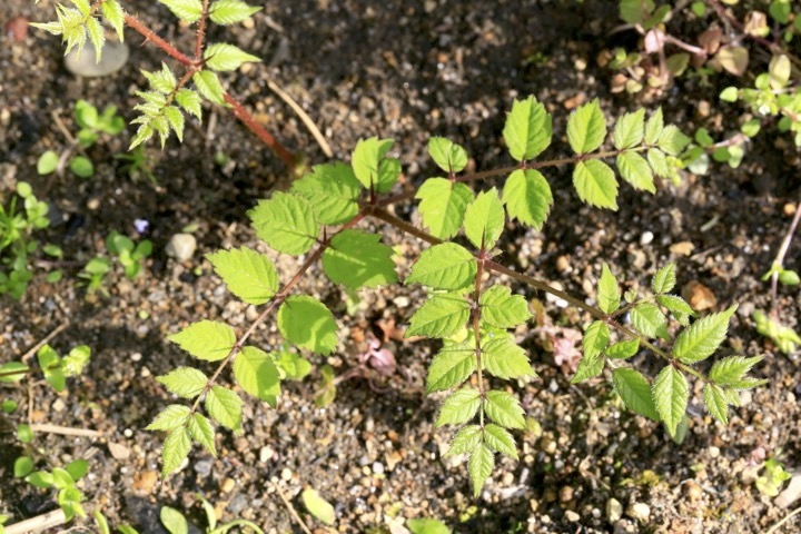 タラノキの若葉