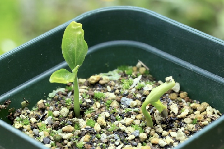 エゴノキの発芽