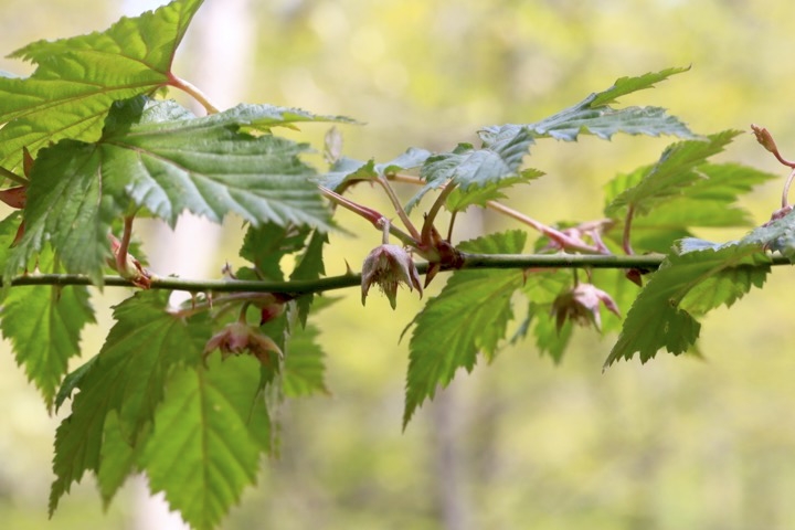 モミジイチゴの蕾