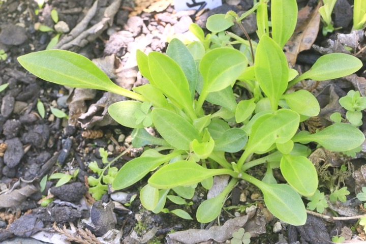 アケボノソウの芽生え：２年目の４月