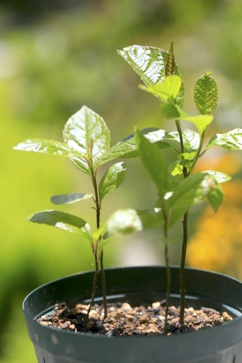 ２年目のウインターベリー