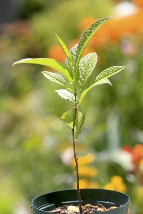 ２年目のナツツバキ