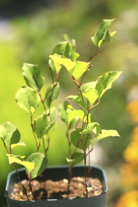 ２年目のサルトリイバラ