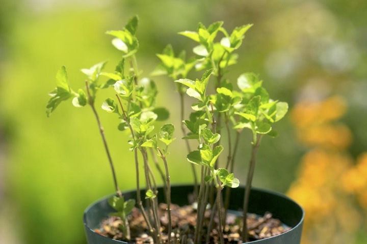 ２年目のシロミノコムラサキ