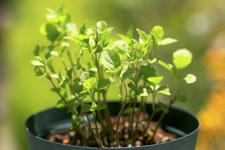 ２年目のコムラサキ