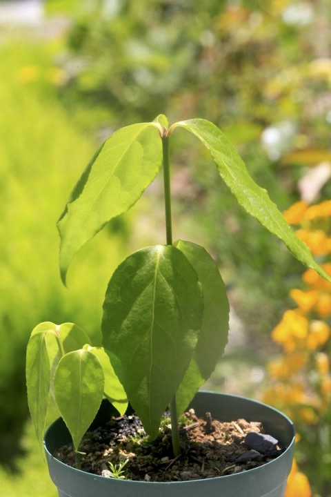 ２年目のツリバナ