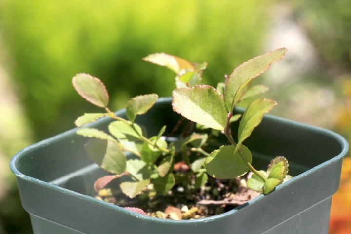 ２年目のカクミノスノキ