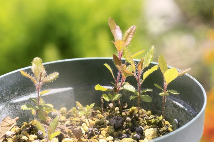 ２年目のバイカツツジ