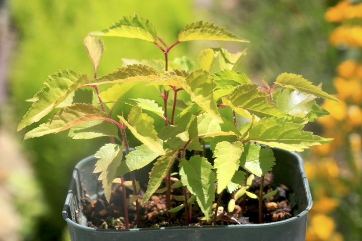 ヤマザクラの発芽
