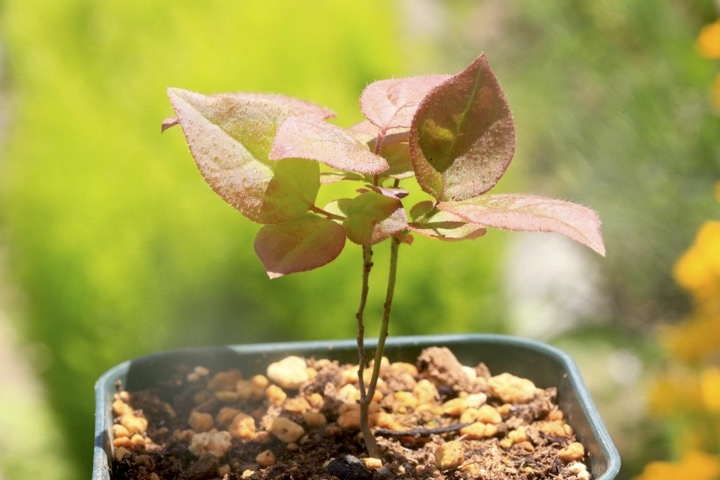 ２年目のナツハゼ