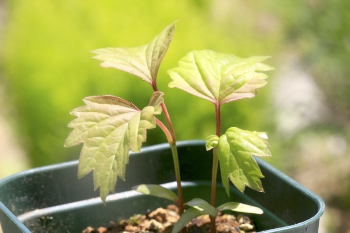 カンボクの発芽