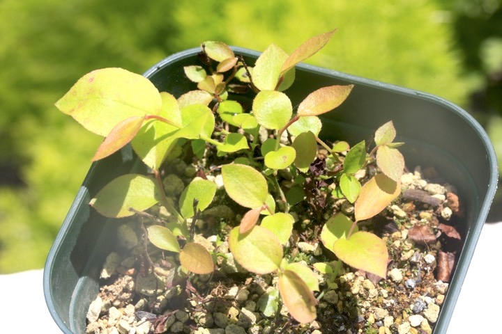 発芽から２年目のアクシバ