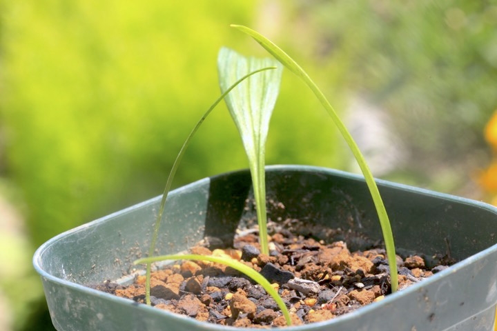 ２年目のアオヤギソウ