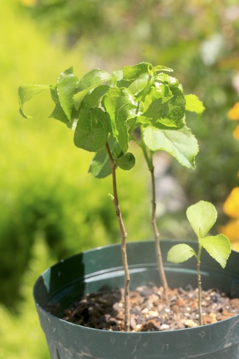 ツル２年目のツルウメモドキ