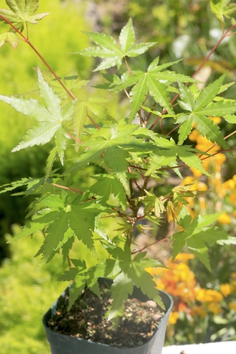 ３年目のイロハモミジ