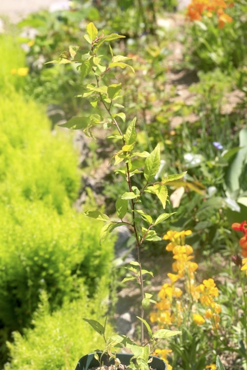 ２年目のニワウメ