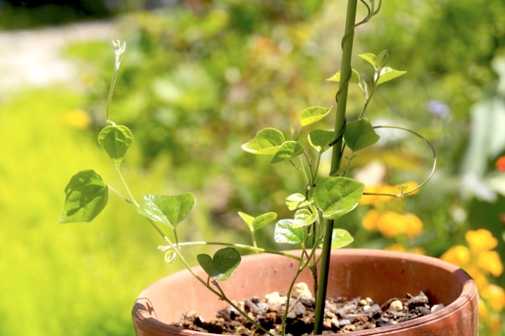 2年目のアオツヅラフジ