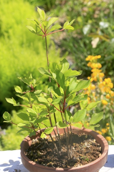 ３年目のサラサドウダン