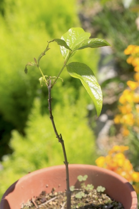 ３年目のロウバイ