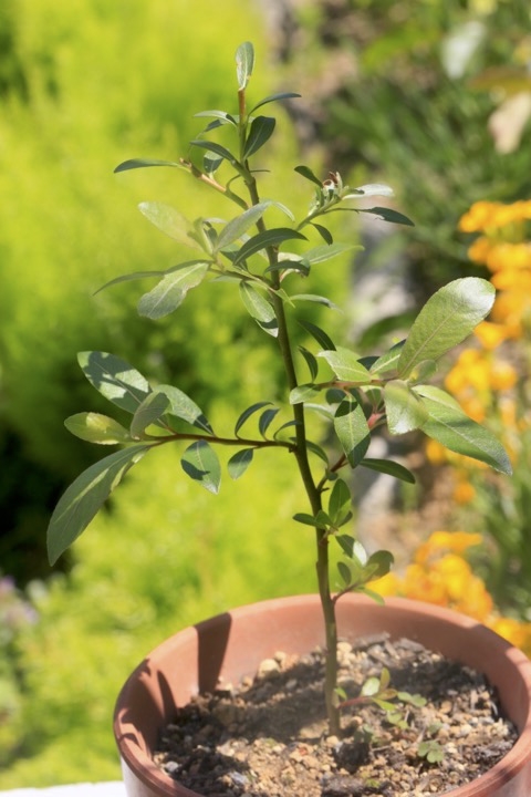 ２年目のトキワサンザシ