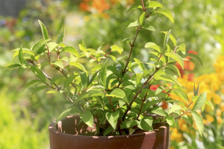 ３年目のウツギ