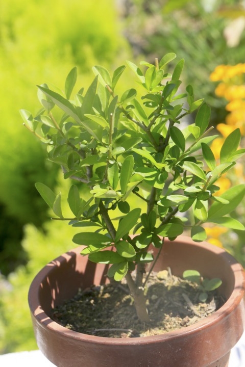 ３年目のイボタノキ