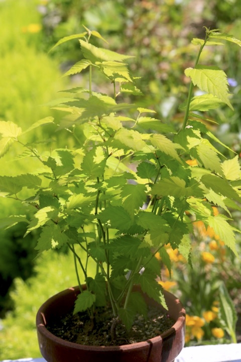 ヤマブキの若葉