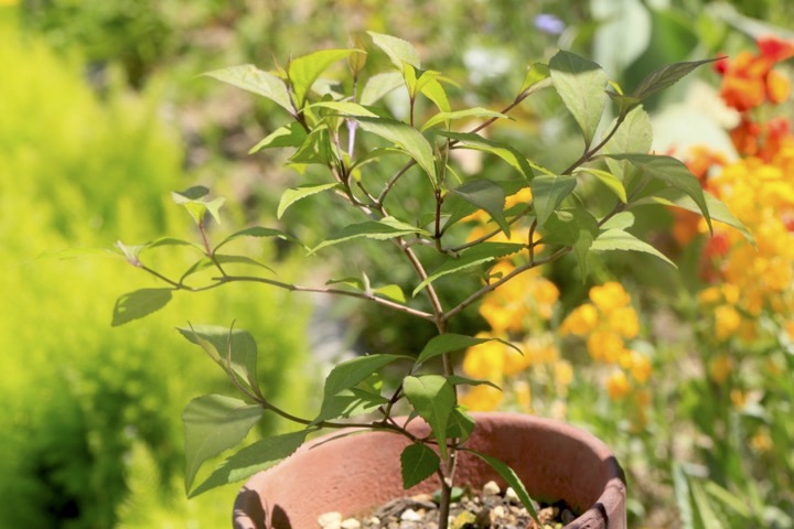 ３年目のムラサキシキブ