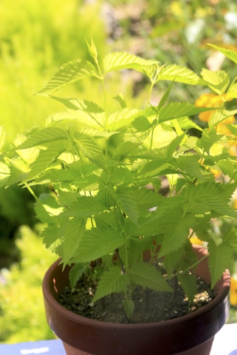 ２年目のシロヤマブキ