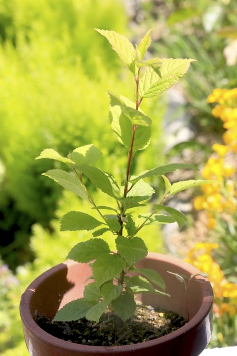 ２年目のユスラウメ