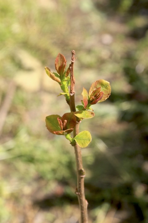２年目のナンキンハゼ