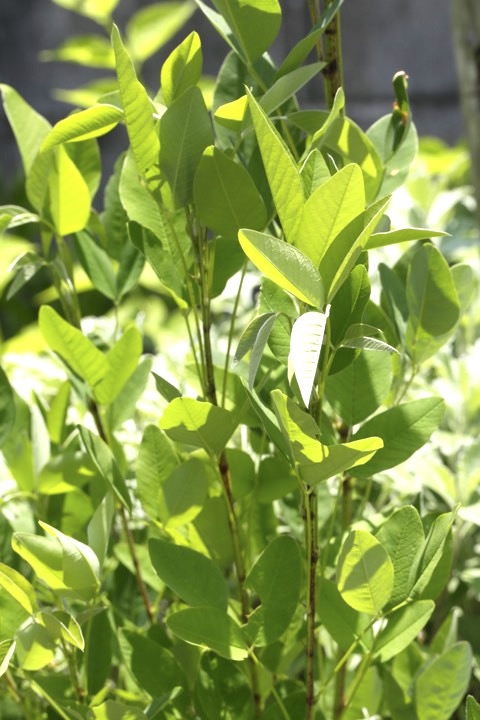 ２年目のミヤギノハギ