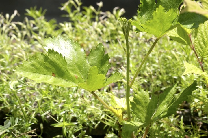 ３年目のカジイチゴ