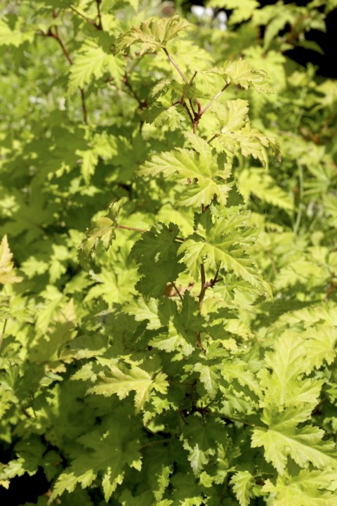 ３年目のモミジイチゴ