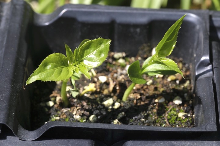 ミツバウツギの発芽