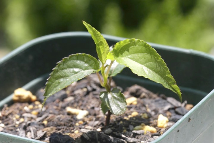 ２年目のキブシ